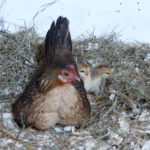 Huhn mit Henne